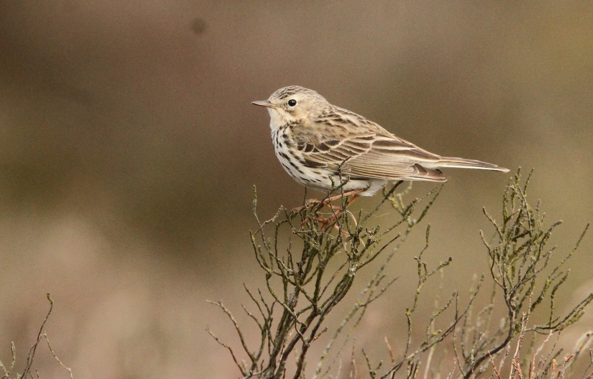 Meadow Pipit - ML621568438