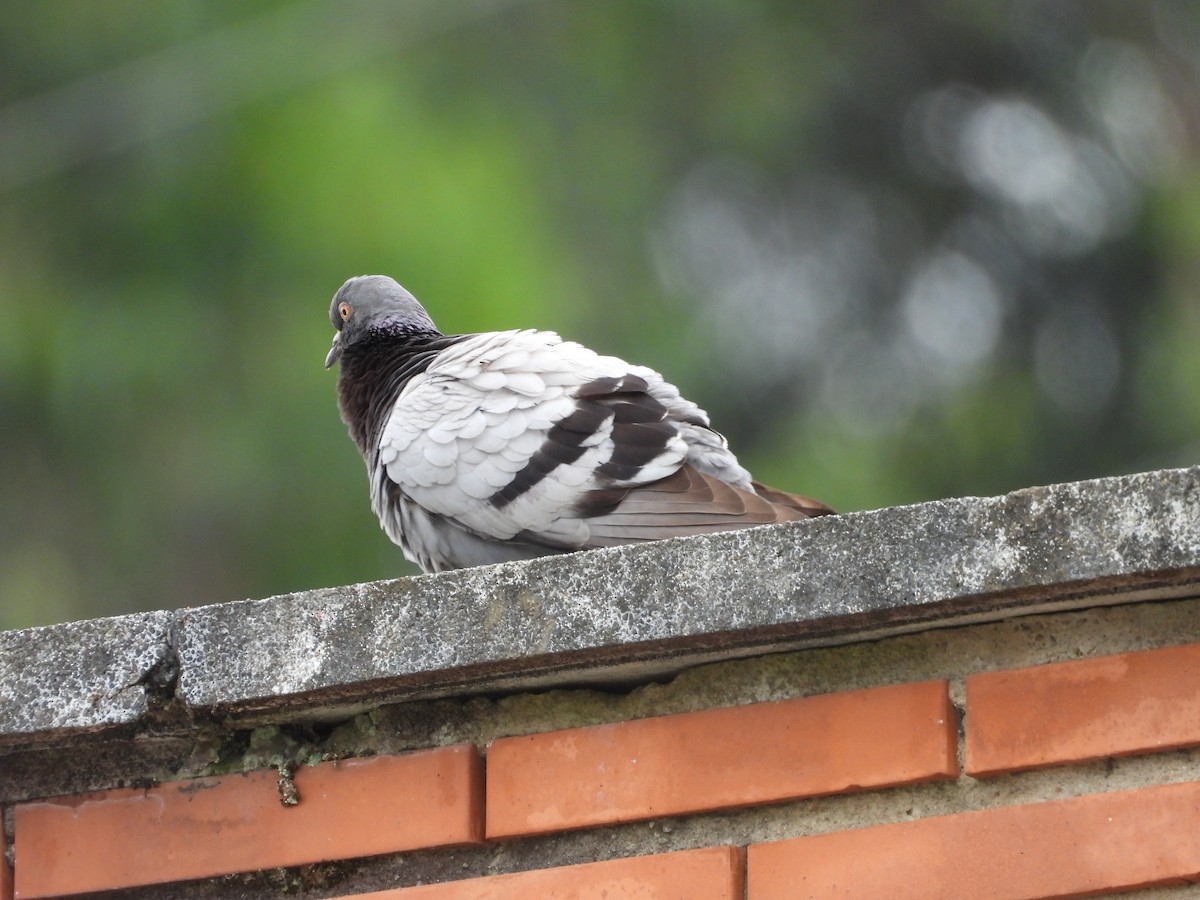 Pigeon biset (forme domestique) - ML621568451