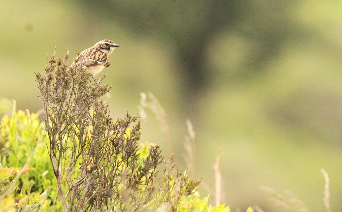 Whinchat - ML621568452