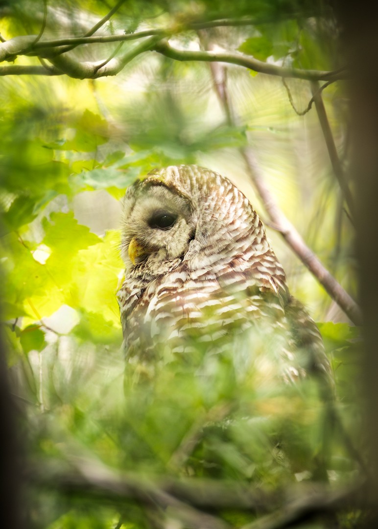 Barred Owl - ML621568481