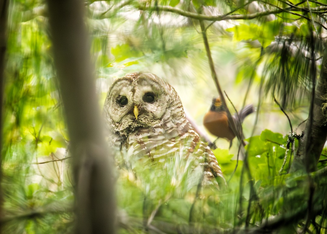 Barred Owl - ML621568482