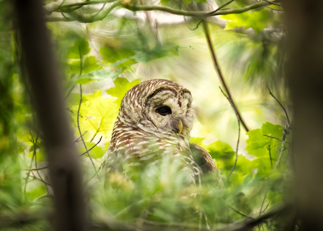 Barred Owl - ML621568483