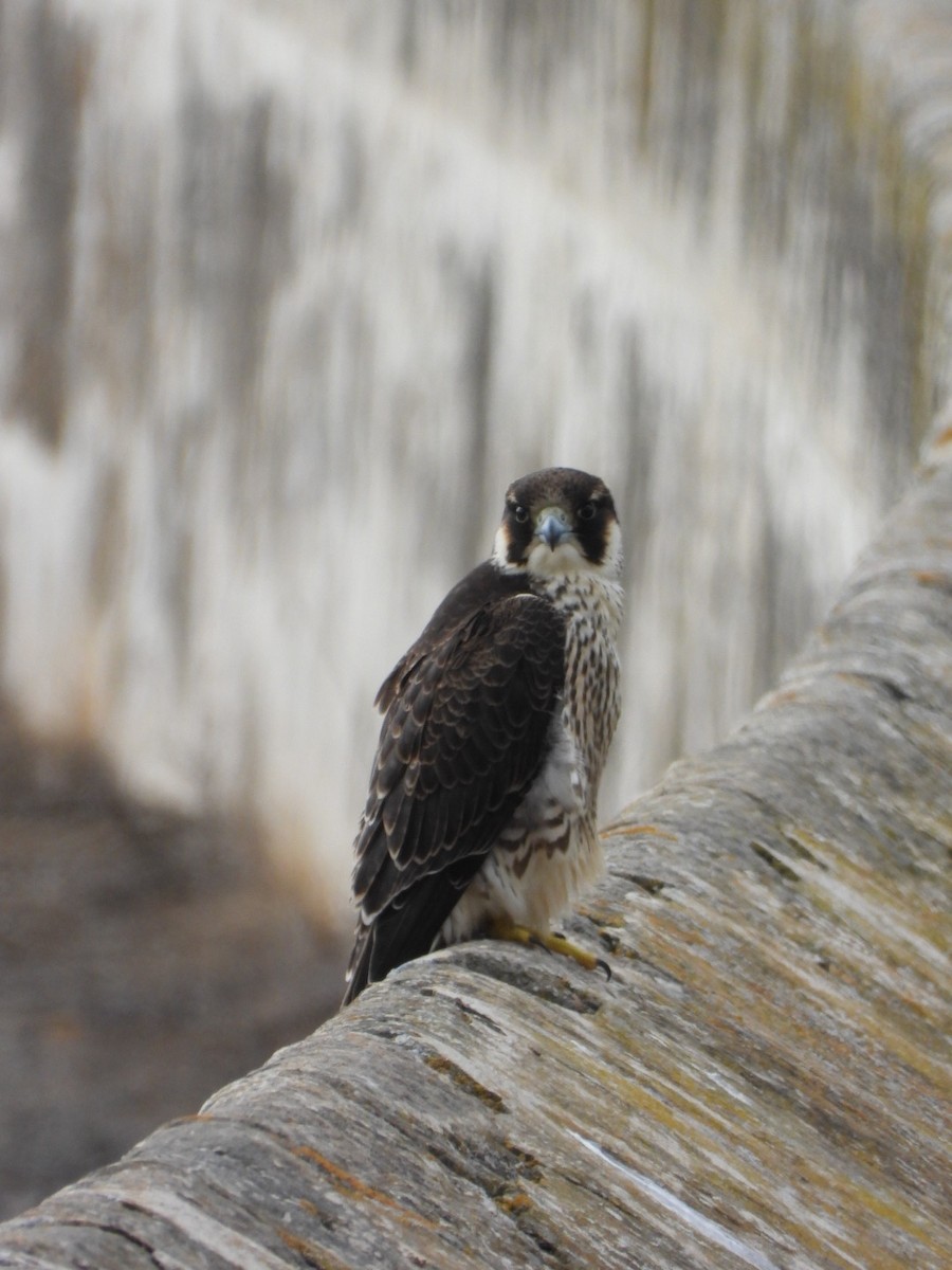 Peregrine Falcon (Barbary) - ML621568495