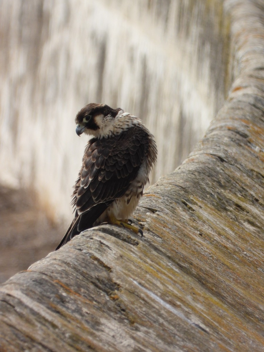 Peregrine Falcon (Barbary) - ML621568496