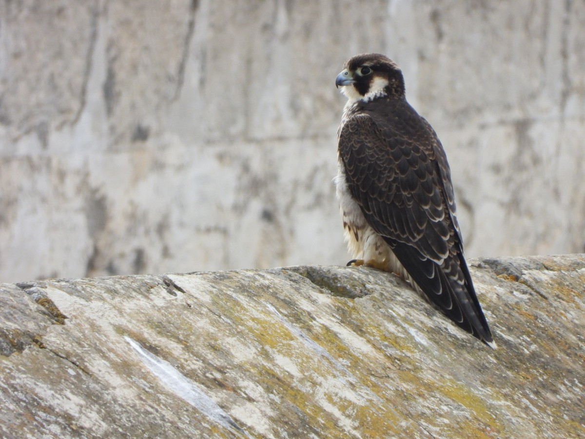 Peregrine Falcon (Barbary) - ML621568497