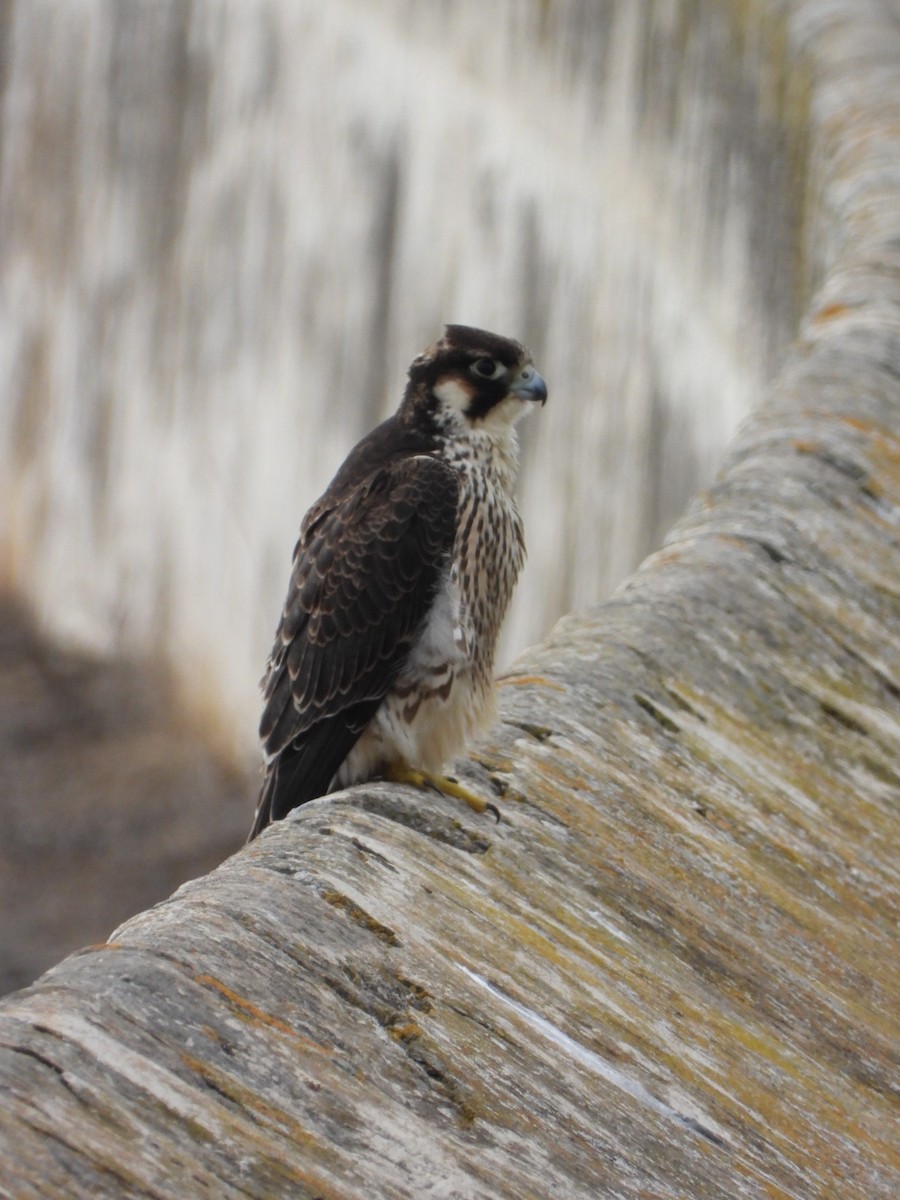 Peregrine Falcon (Barbary) - ML621568498