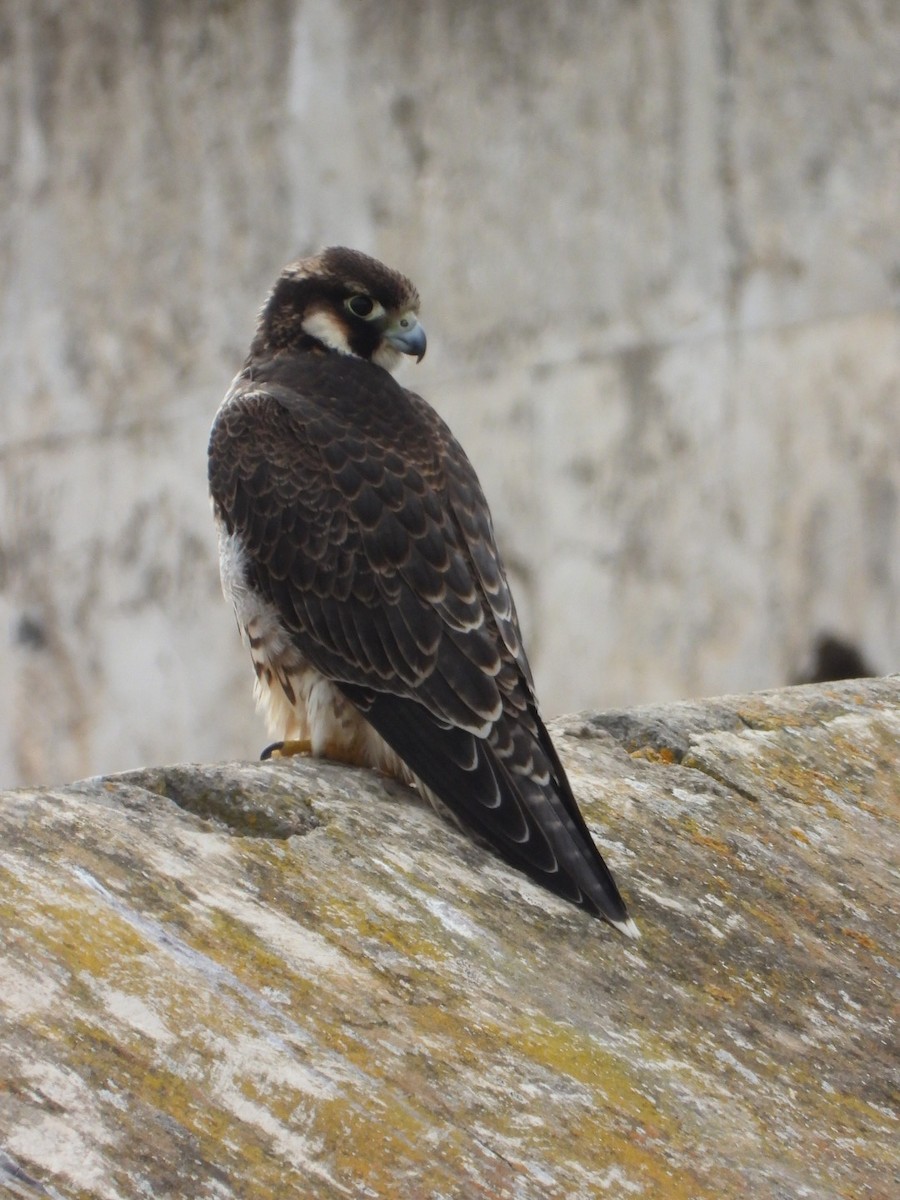 Peregrine Falcon (Barbary) - ML621568499