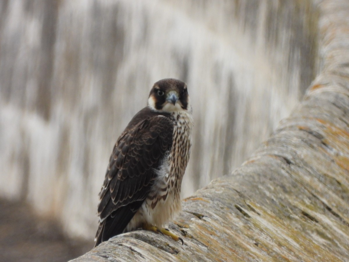 Peregrine Falcon (Barbary) - ML621568500