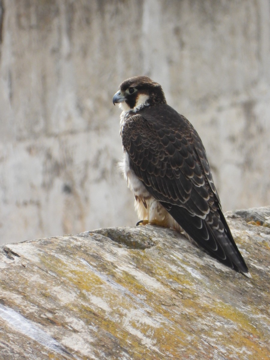 Peregrine Falcon (Barbary) - ML621568501