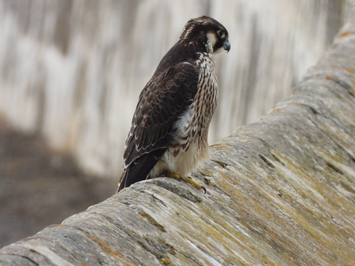 Peregrine Falcon (Barbary) - ML621568502