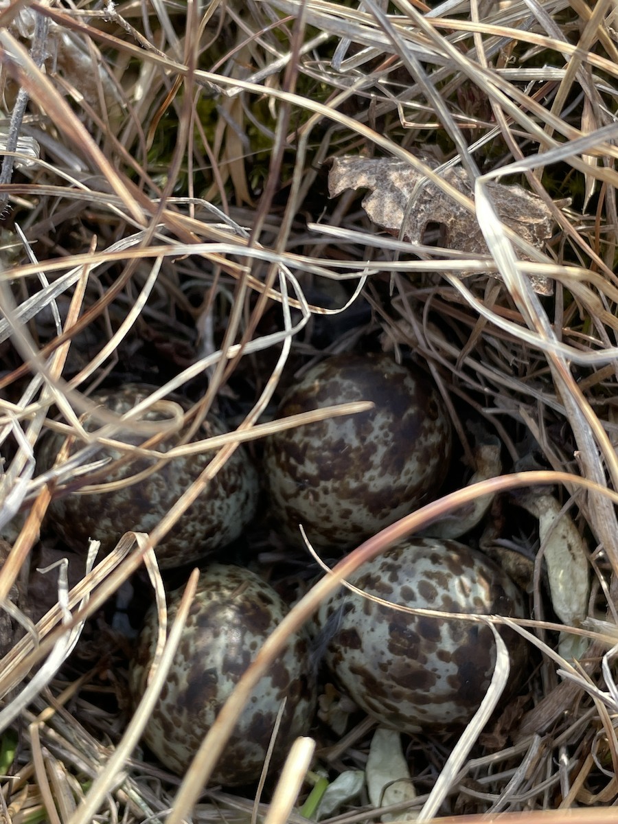 Pectoral Sandpiper - ML621568562