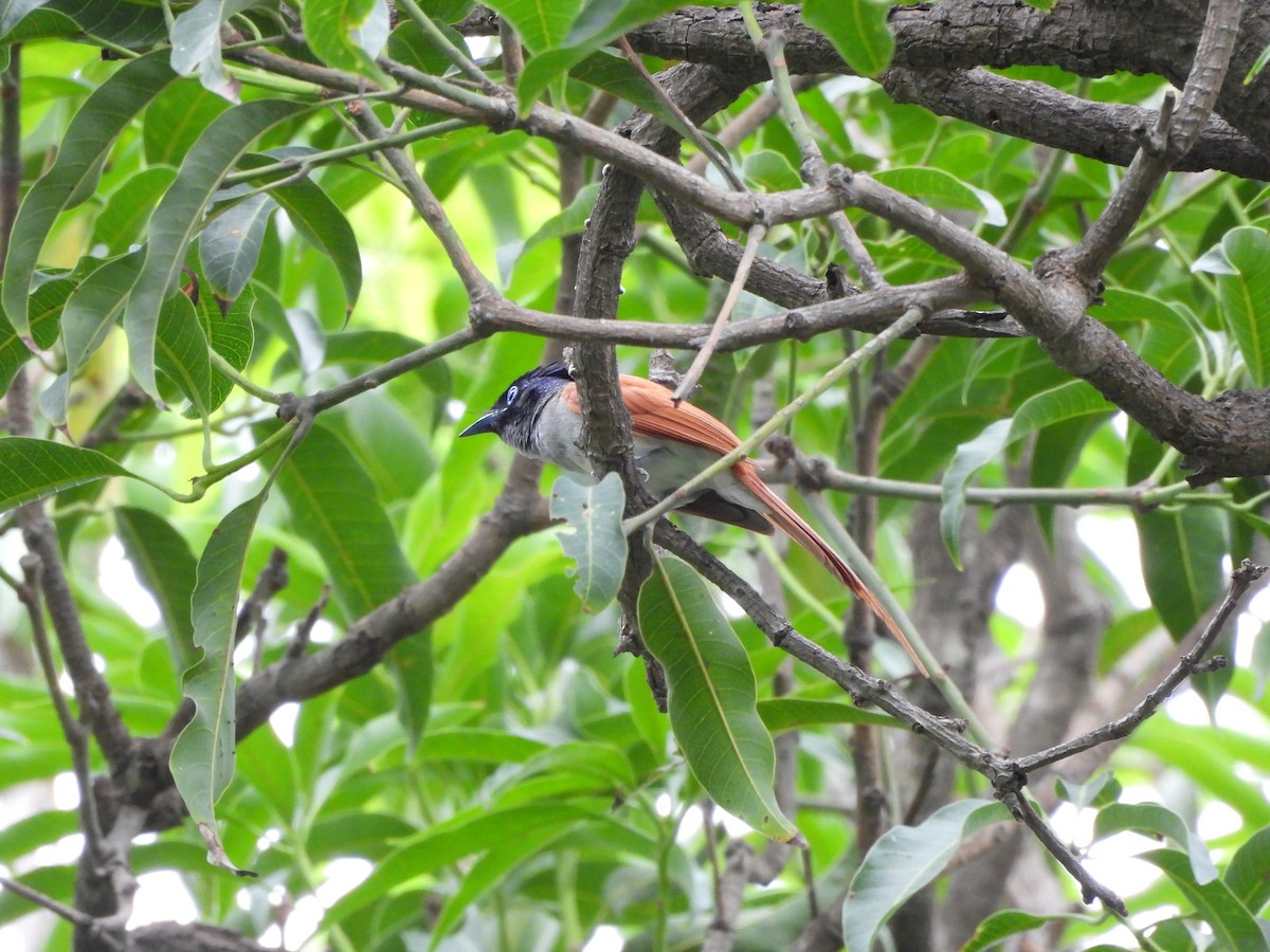 Indian Paradise-Flycatcher - Ranjeet Singh