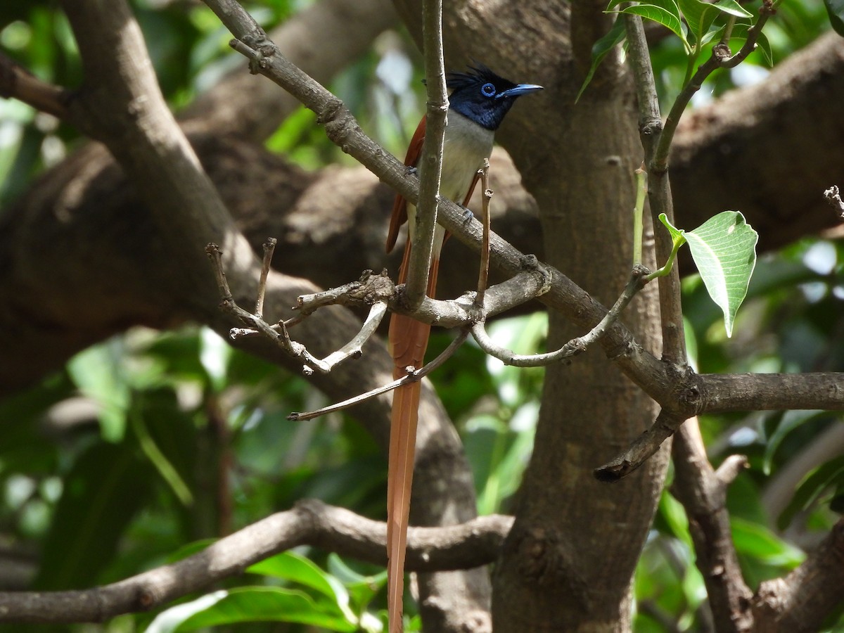 Indian Paradise-Flycatcher - Ranjeet Singh