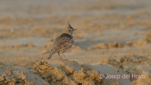 Crested Lark (Crested) - ML621568572