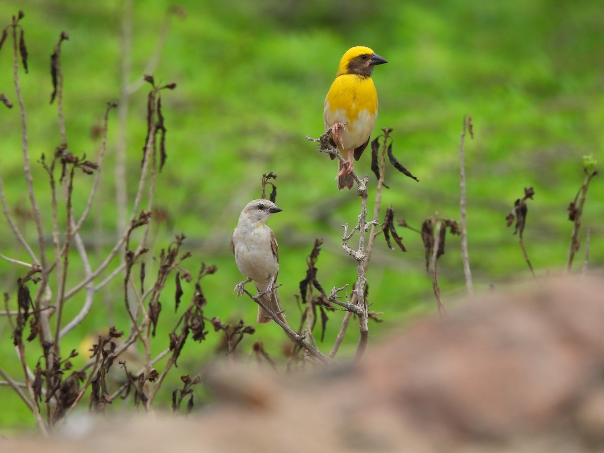 Yellow-throated Sparrow - Ranjeet Singh