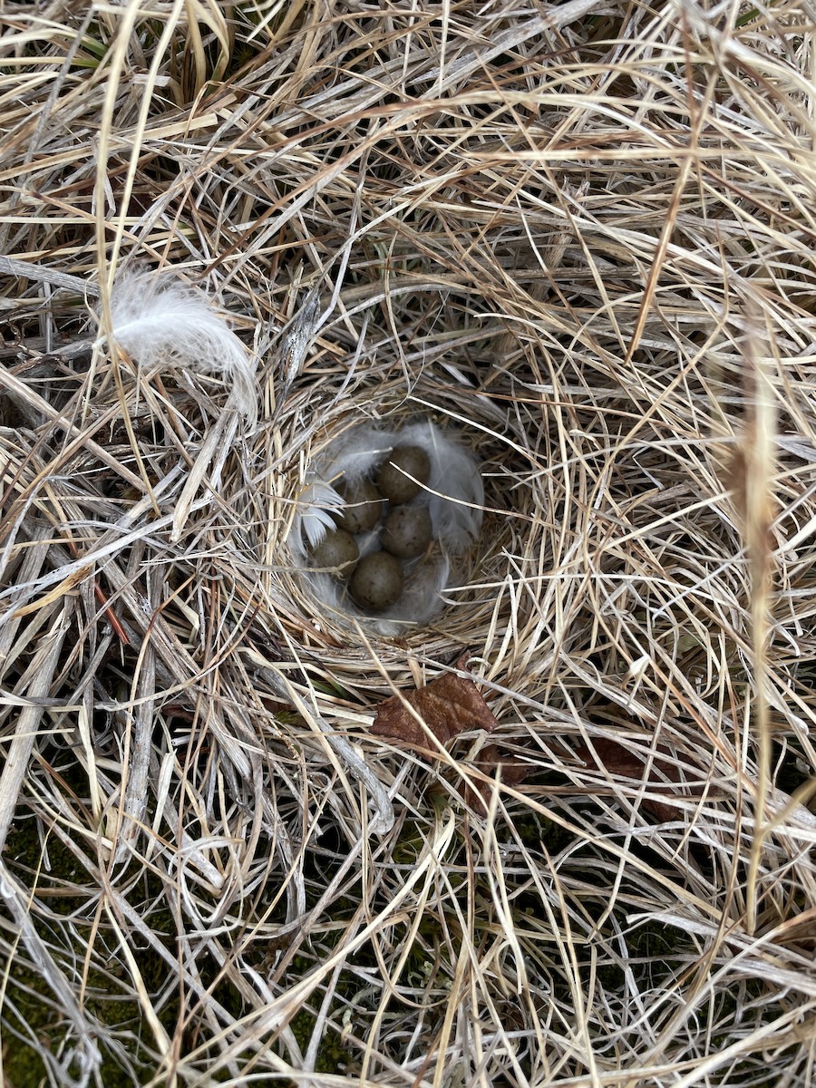 Lapland Longspur - Joshua Ward