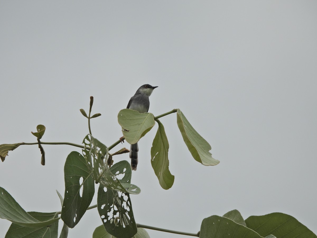 Gray-breasted Prinia - ML621568606