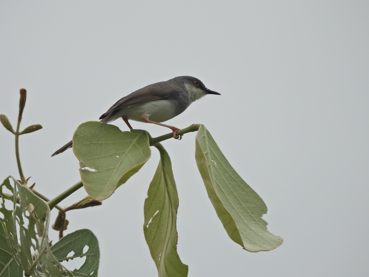 Gray-breasted Prinia - ML621568607