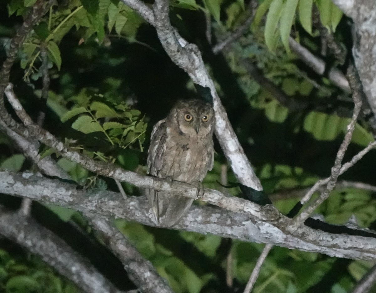 Mantanani Scops-Owl - ML621568686