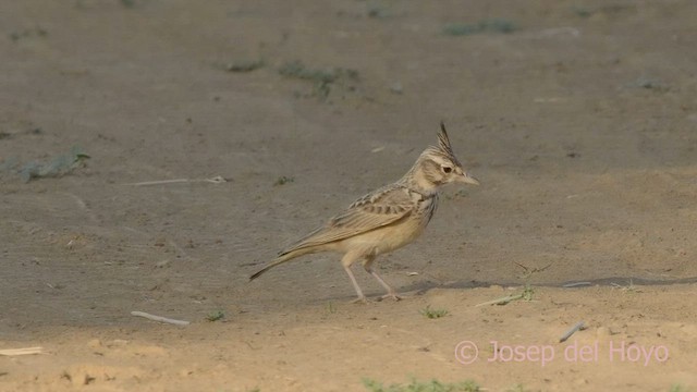 Crested Lark (Crested) - ML621568693