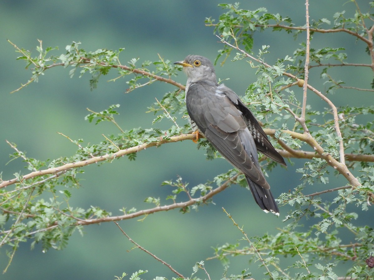 Common Hawk-Cuckoo - Ranjeet Singh