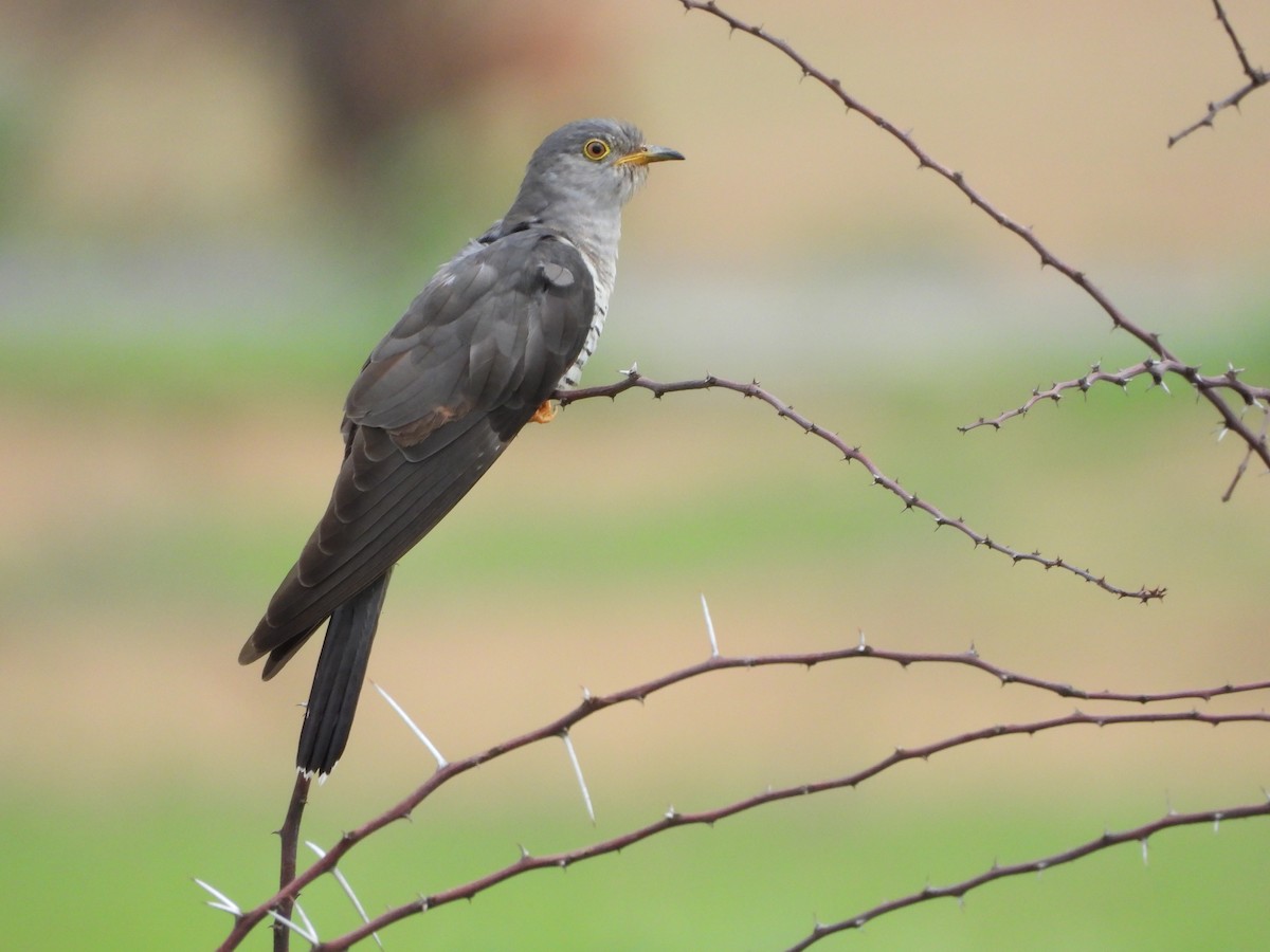 Common Cuckoo - ML621568741