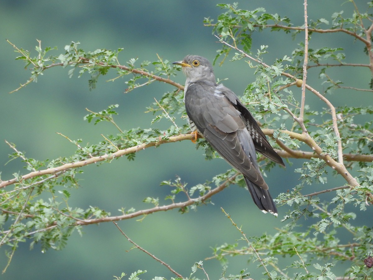 Common Cuckoo - ML621568742