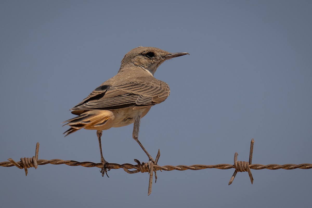 Hooded Wheatear - ML621568745