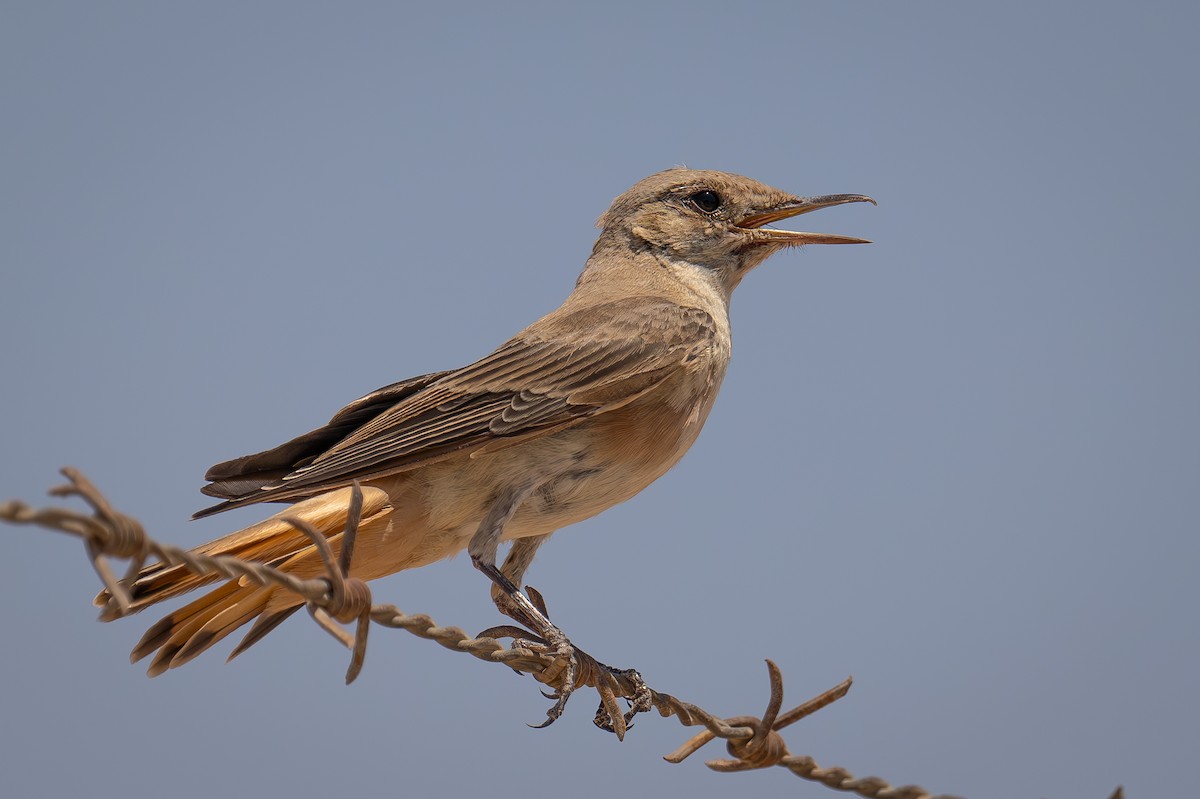 Hooded Wheatear - ML621568746