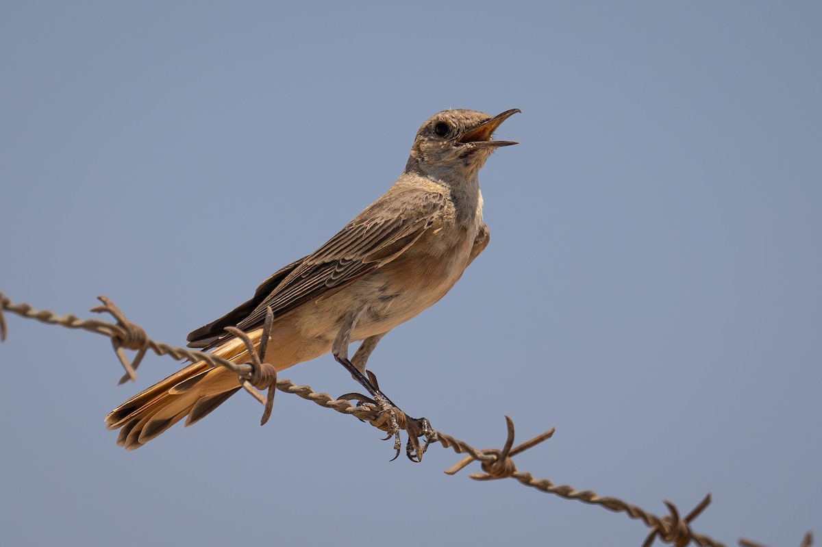 Hooded Wheatear - ML621568747