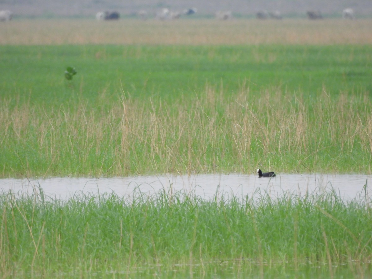 Eurasian Coot - ML621568749