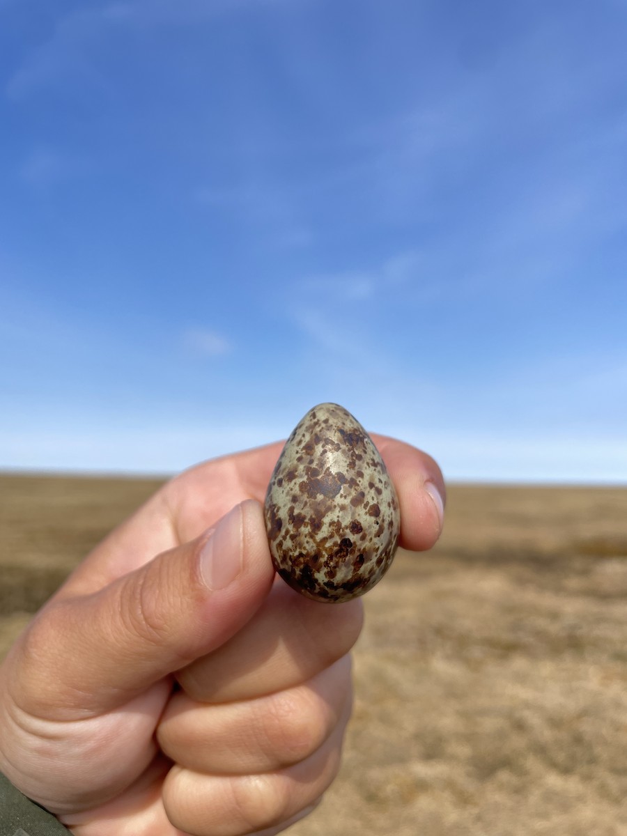 Pectoral Sandpiper - ML621568762