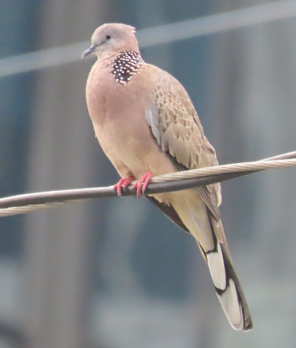 Spotted Dove - ML621568773