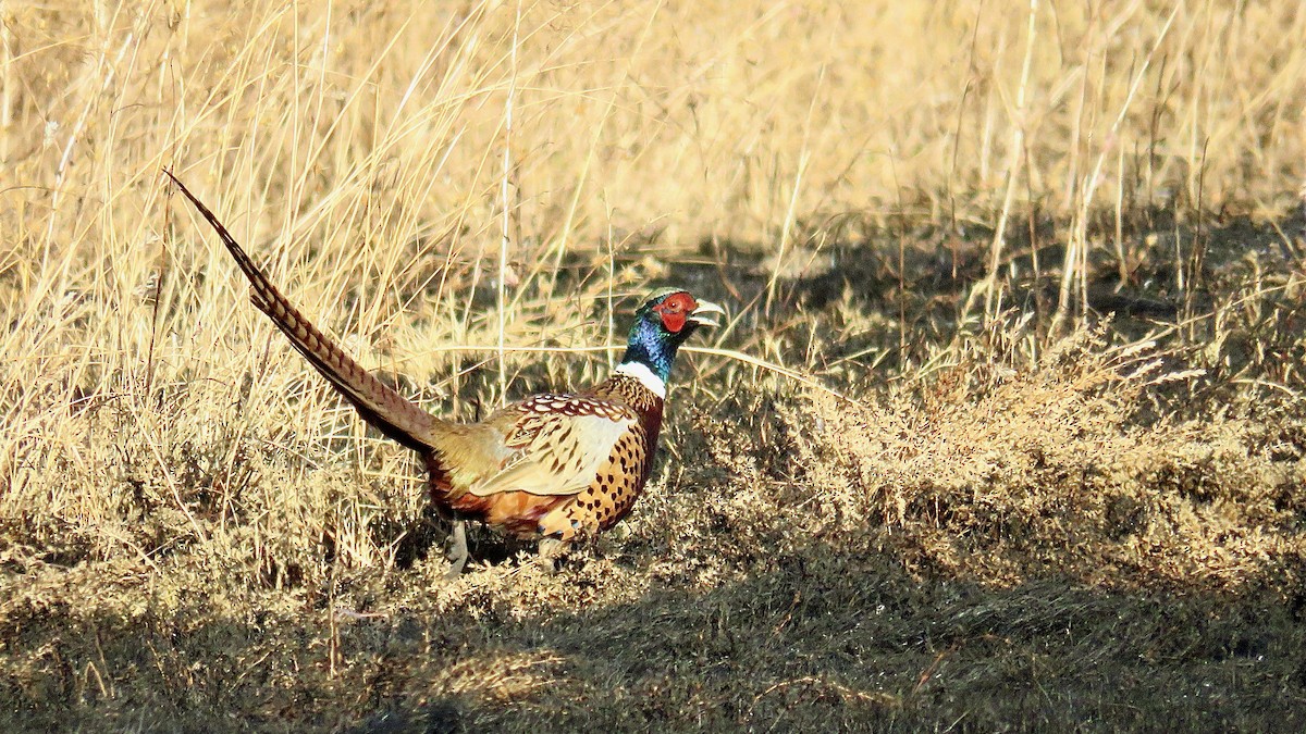 Ring-necked Pheasant - ML621568792