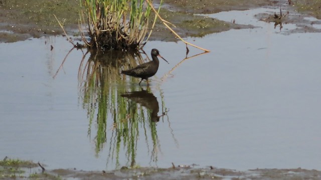Spotted Redshank - ML621568877