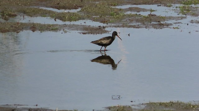 Spotted Redshank - ML621568878