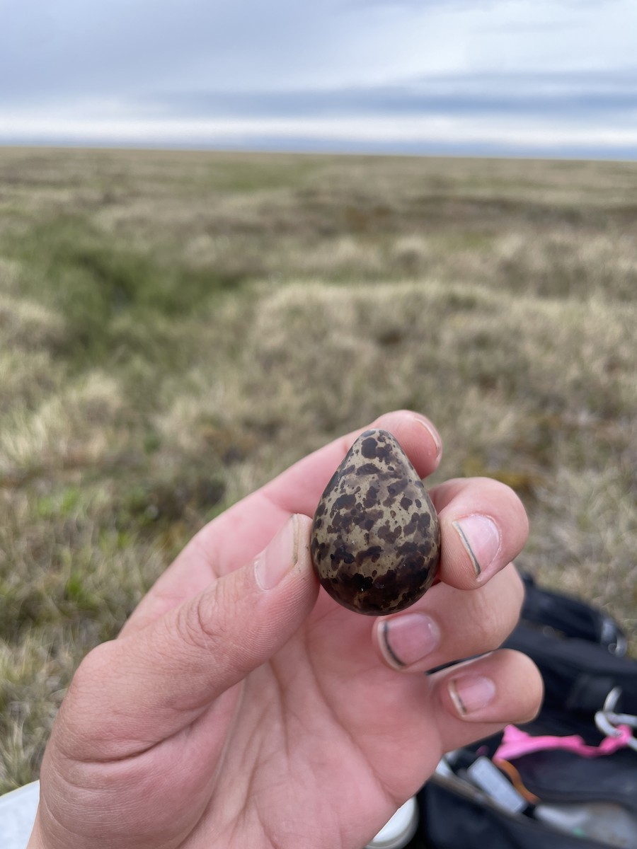 Pectoral Sandpiper - ML621568882