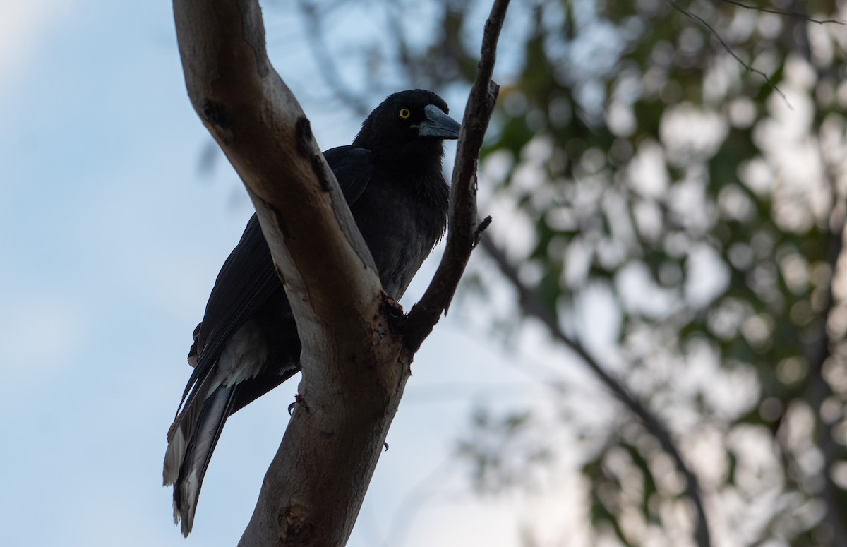 Gray Currawong - Bill Bacon