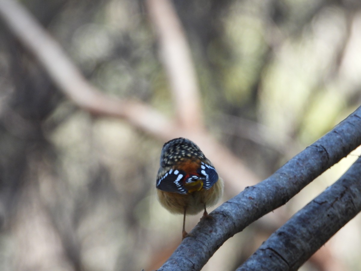 Spotted Pardalote - ML621568977
