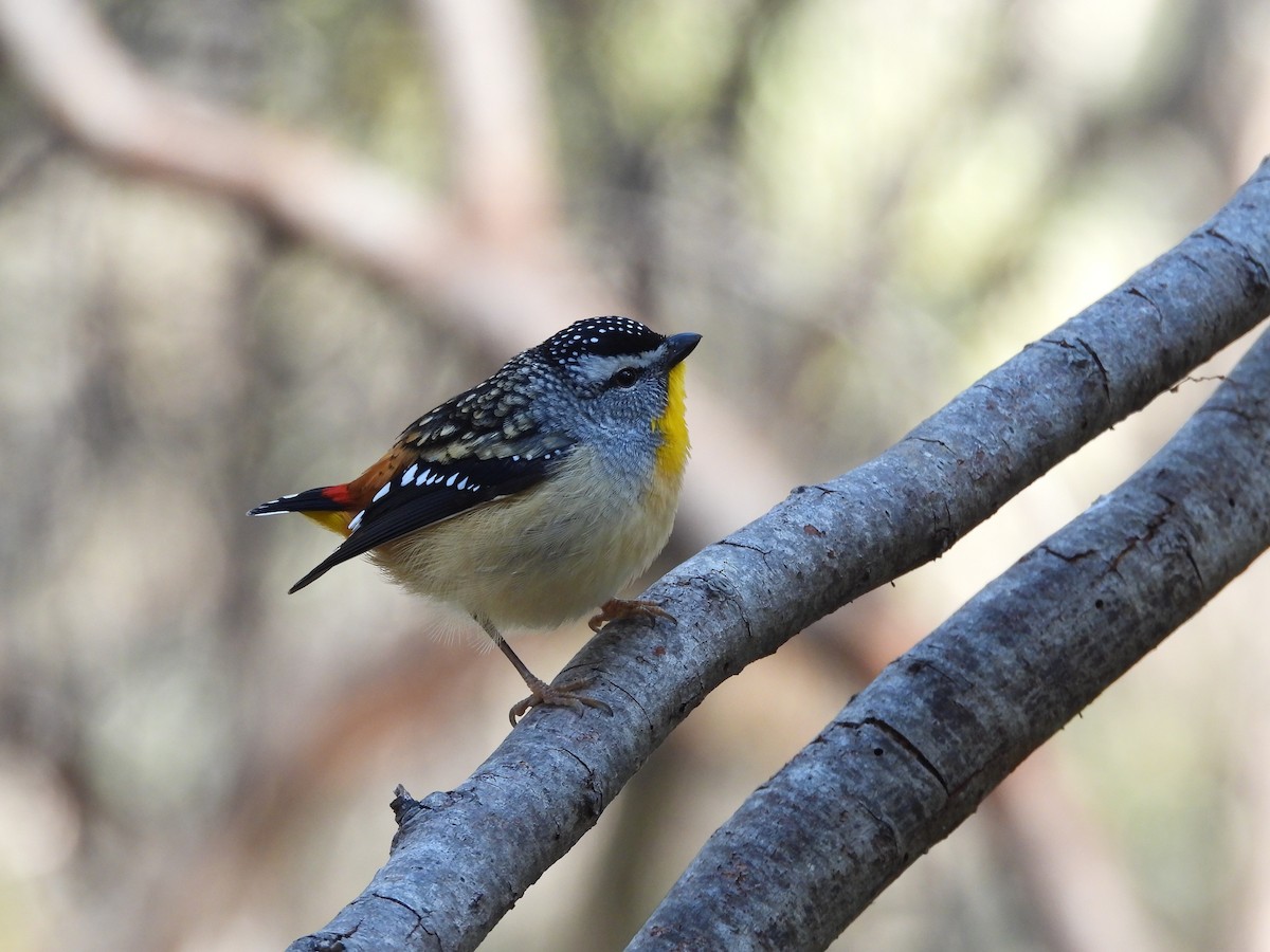 Spotted Pardalote - ML621568979