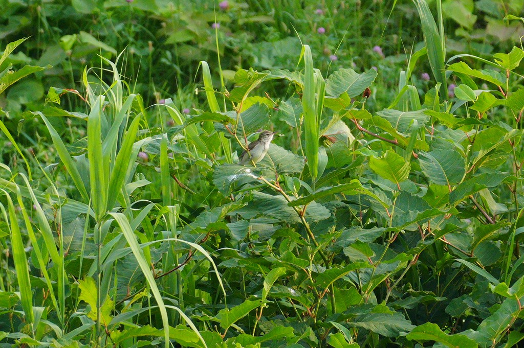 Oriental Reed Warbler - ML621568999
