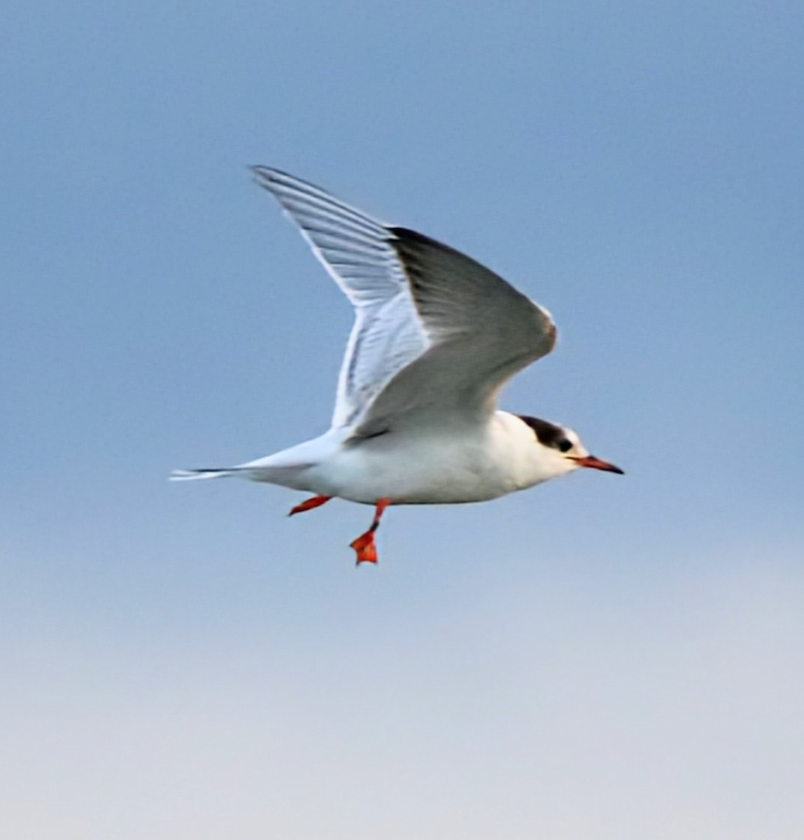 Common Tern - ML621569020
