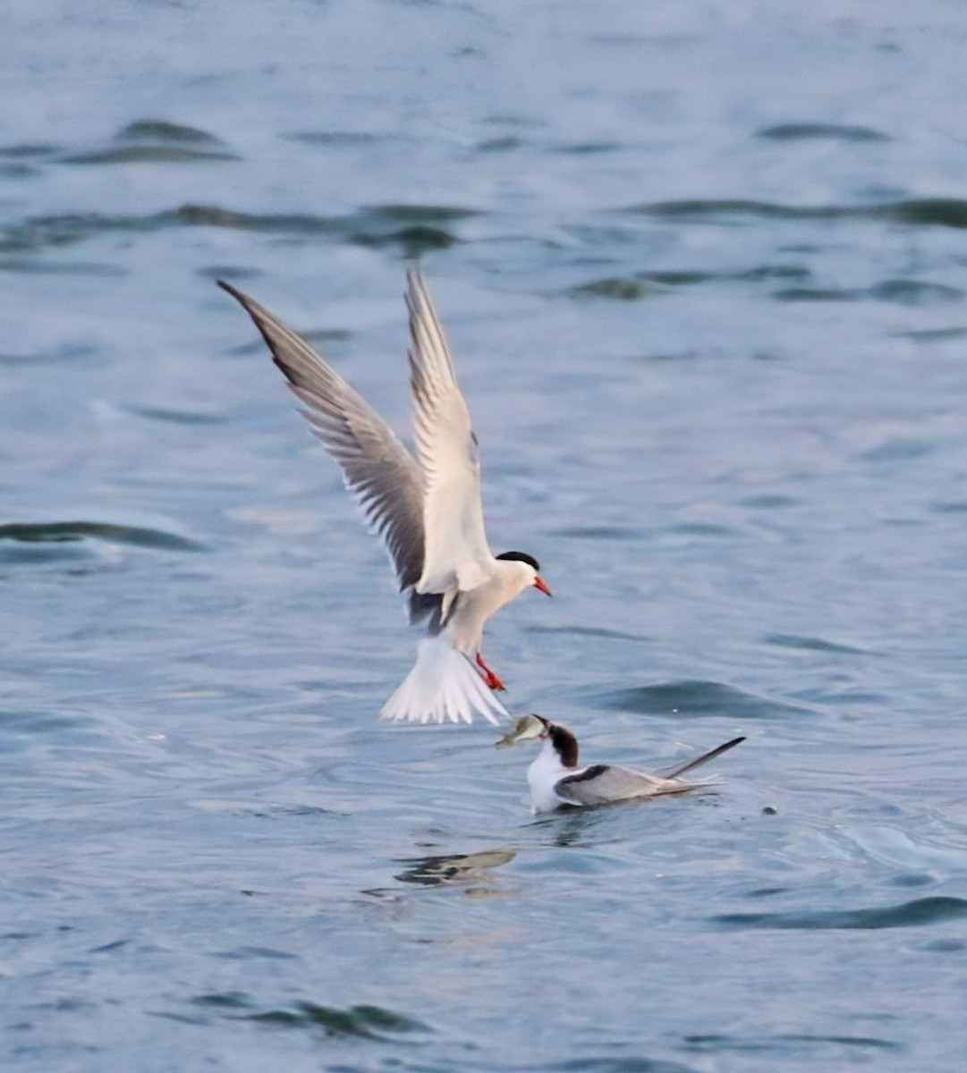 Common Tern - ML621569021