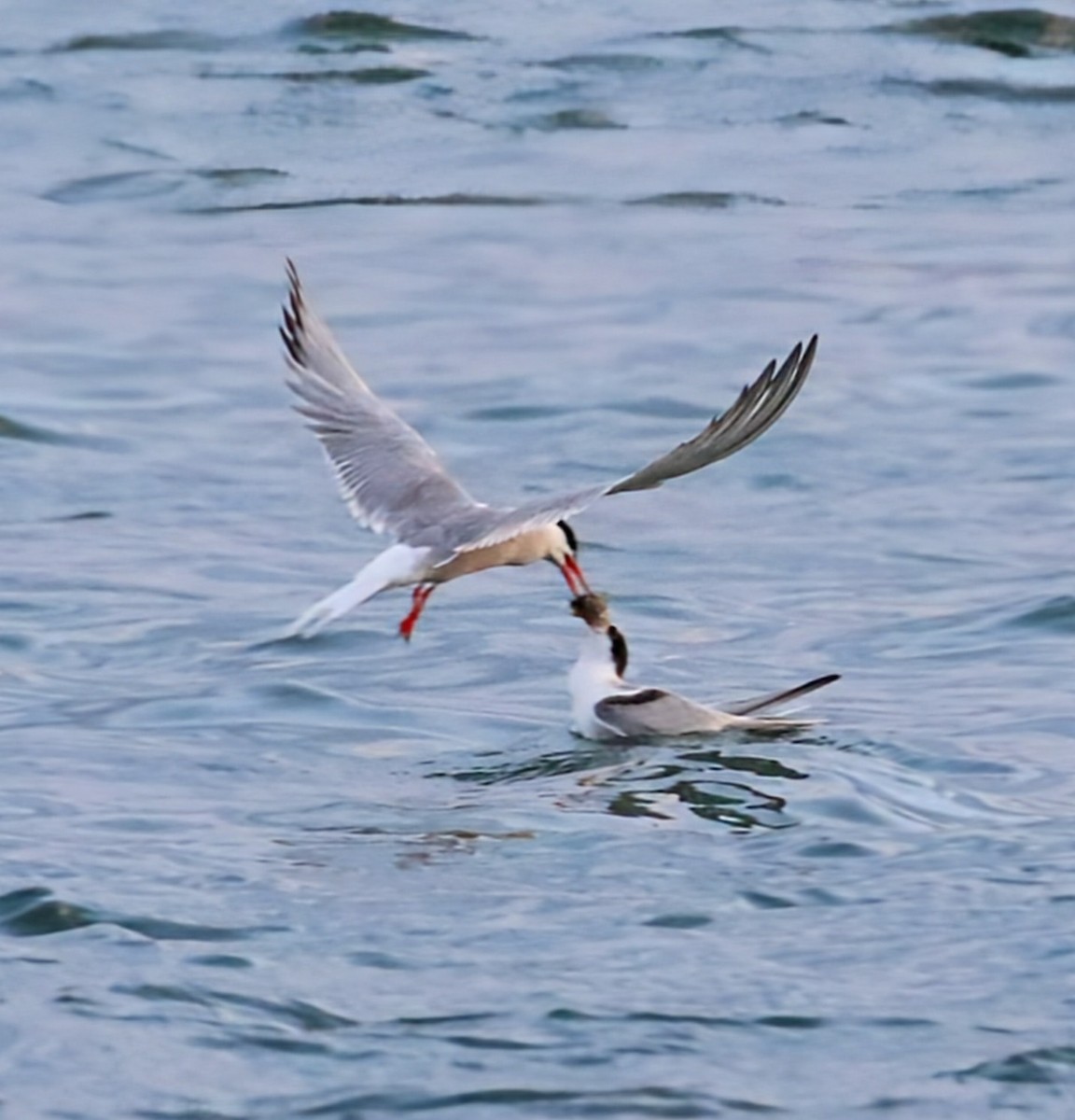Common Tern - ML621569022