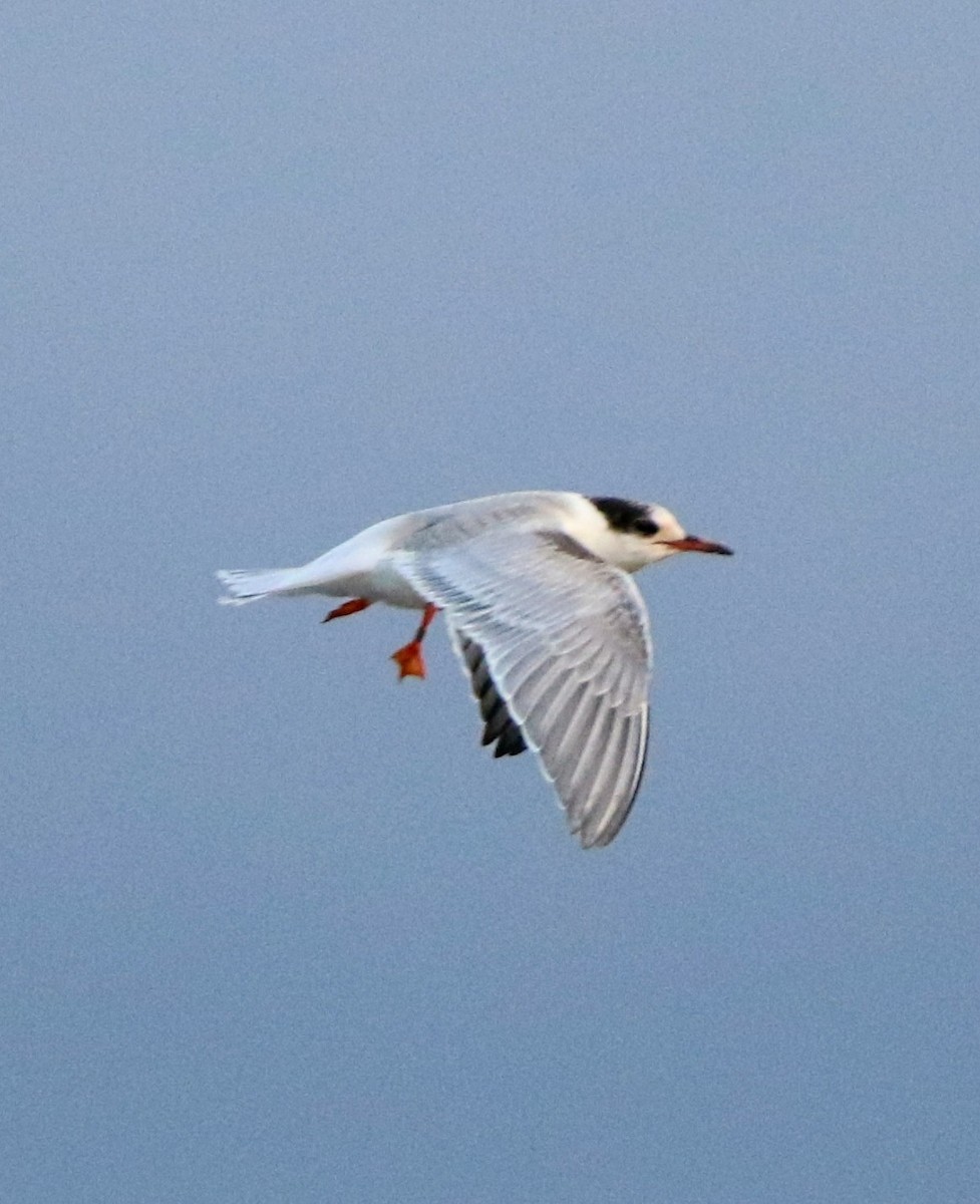 Common Tern - ML621569023