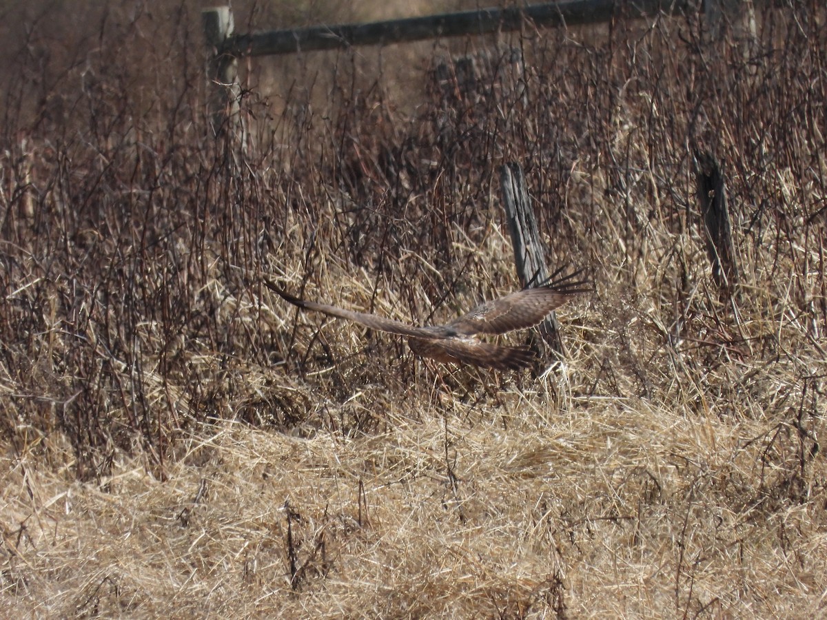 Spotted Harrier - ML621569033