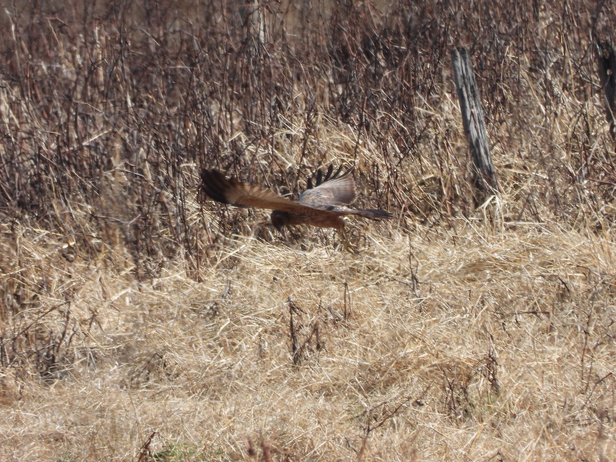 Spotted Harrier - ML621569034
