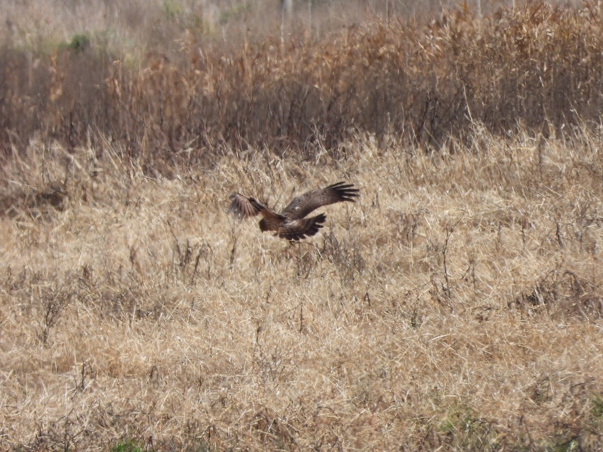 Spotted Harrier - ML621569035