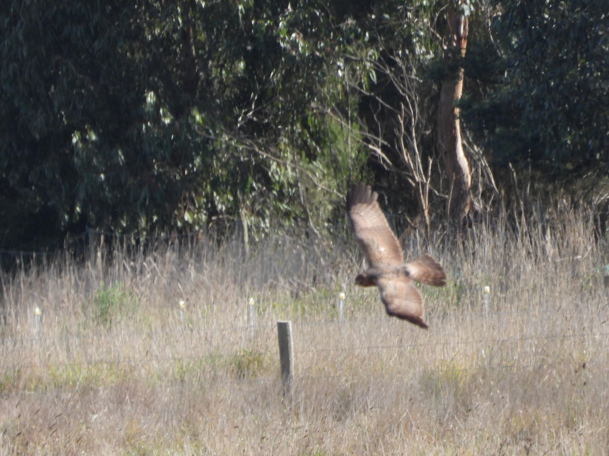 Spotted Harrier - ML621569036
