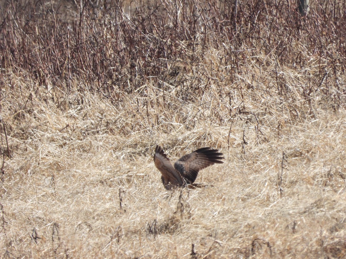 Spotted Harrier - ML621569037